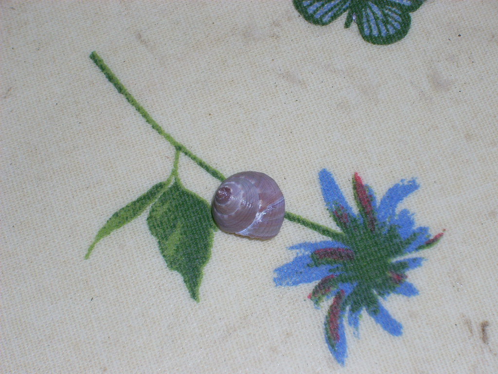 trochus   sp???????